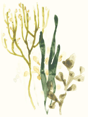 Kelp Collection V White Modern Wood Framed Art Print with Double Matting by Vess, June Erica