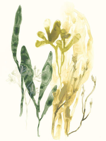 Kelp Collection VI Black Ornate Wood Framed Art Print with Double Matting by Vess, June Erica