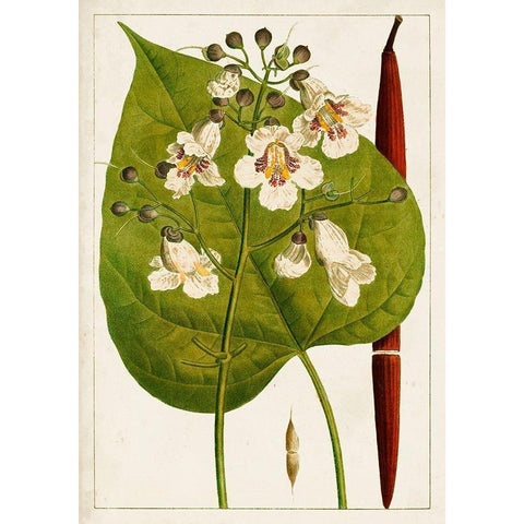 Antique Flowering Trees V Gold Ornate Wood Framed Art Print with Double Matting by Unknown