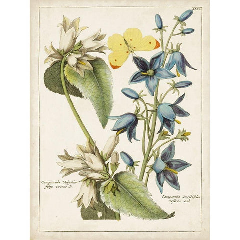 Botanical Bouquet I Black Modern Wood Framed Art Print with Double Matting by Unknown
