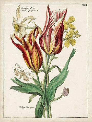 Botanical Bouquet IV White Modern Wood Framed Art Print with Double Matting by Unknown
