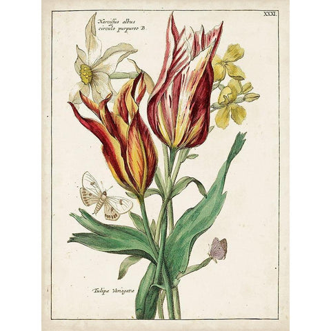 Botanical Bouquet IV Gold Ornate Wood Framed Art Print with Double Matting by Unknown