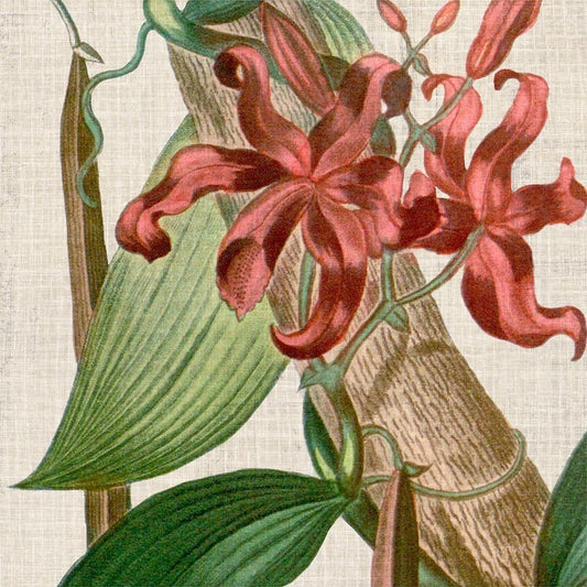 Image Only