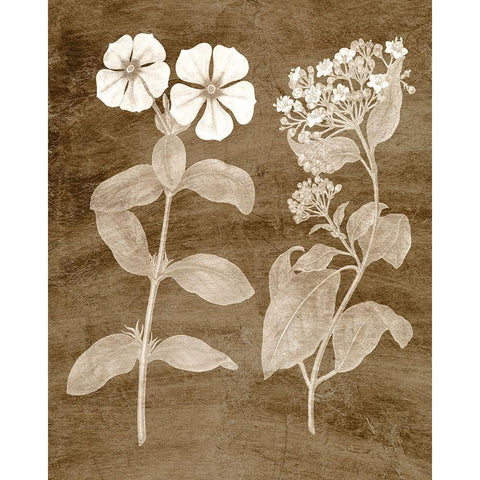 Botanical in Taupe IV Black Modern Wood Framed Art Print with Double Matting by Vision Studio