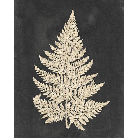 Linen Fern I Black Modern Wood Framed Art Print with Double Matting by Vision Studio