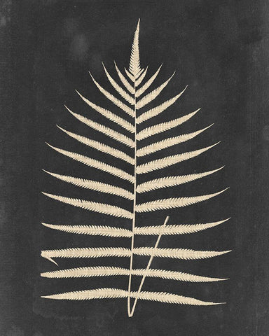 Linen Fern III Black Ornate Wood Framed Art Print with Double Matting by Vision Studio