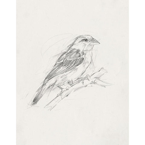Avian StudyÂ  II Black Modern Wood Framed Art Print by Ethan Harper