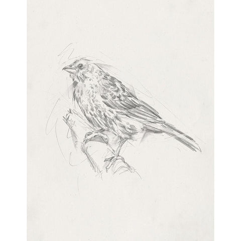 Avian StudyÂ  III Black Modern Wood Framed Art Print by Ethan Harper