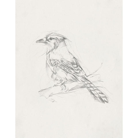 Avian StudyÂ  IV White Modern Wood Framed Art Print by Ethan Harper