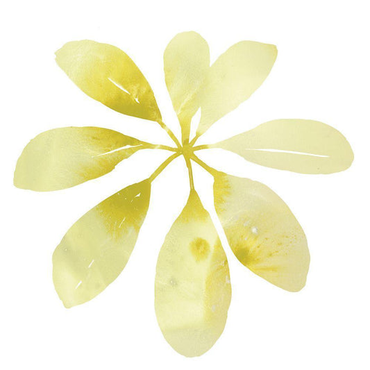 Image Only