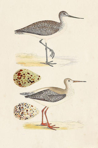 Sandpipers and Eggs I White Modern Wood Framed Art Print with Double Matting by Morris