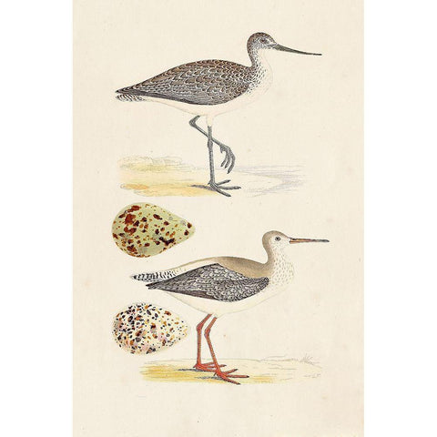Sandpipers and Eggs I Black Modern Wood Framed Art Print by Morris