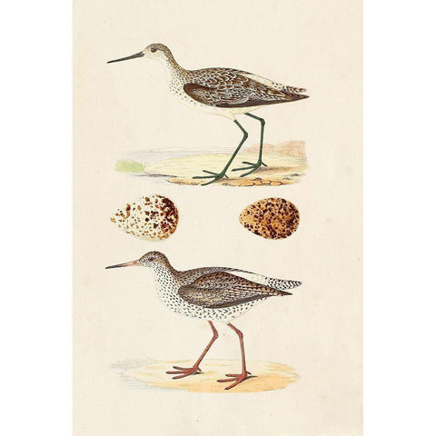 Sandpipers and Eggs II Black Modern Wood Framed Art Print by Morris