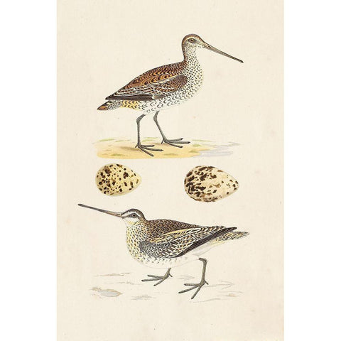 Sandpipers and Eggs III Gold Ornate Wood Framed Art Print with Double Matting by Morris