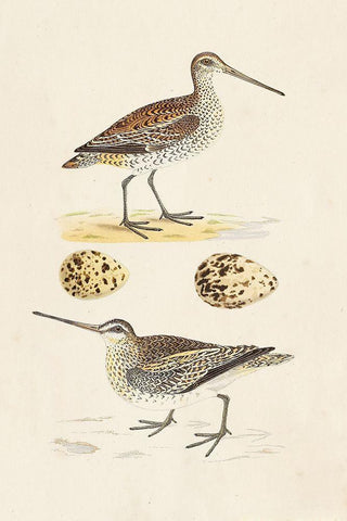 Sandpipers and Eggs III Black Ornate Wood Framed Art Print with Double Matting by Morris