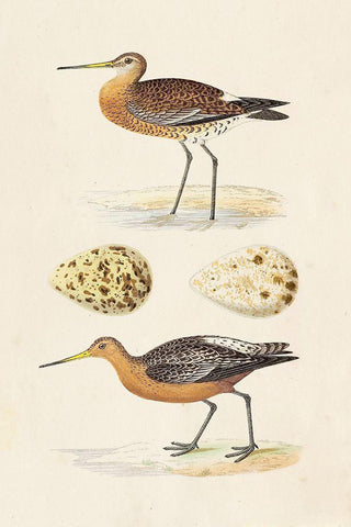 Sandpipers and Eggs IV White Modern Wood Framed Art Print with Double Matting by Morris