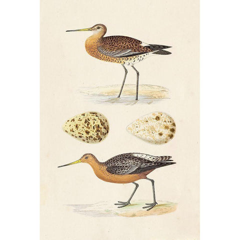 Sandpipers and Eggs IV Black Modern Wood Framed Art Print by Morris