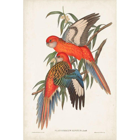 Tropical Parrots I Black Modern Wood Framed Art Print by Gould, John