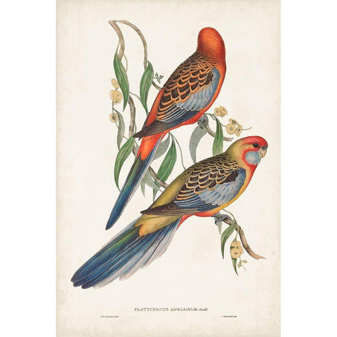Tropical Parrots II White Modern Wood Framed Art Print by Gould, John