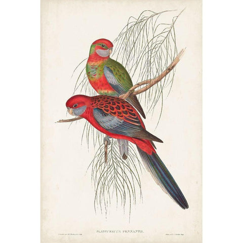 Tropical Parrots III Gold Ornate Wood Framed Art Print with Double Matting by Gould, John