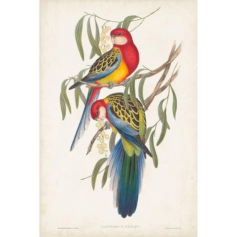 Tropical Parrots IV Black Modern Wood Framed Art Print with Double Matting by Gould, John