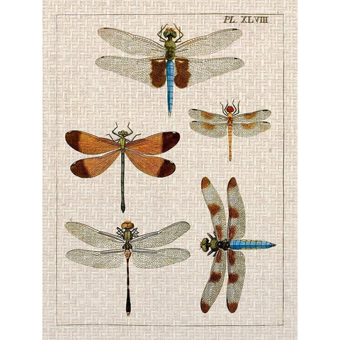 Dragonfly Study II Black Modern Wood Framed Art Print with Double Matting by Vision Studio