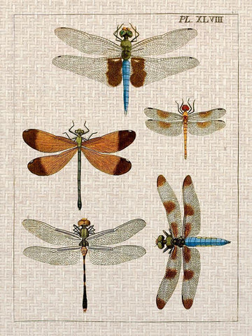 Dragonfly Study II White Modern Wood Framed Art Print with Double Matting by Vision Studio