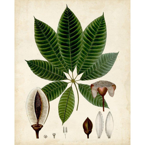 Verdant Foliage VII White Modern Wood Framed Art Print by Vision Studio