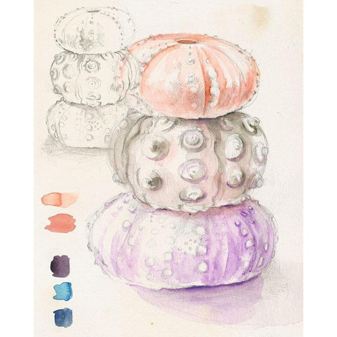 Sea Urchin Sketches I Black Modern Wood Framed Art Print with Double Matting by Parker, Jennifer Paxton