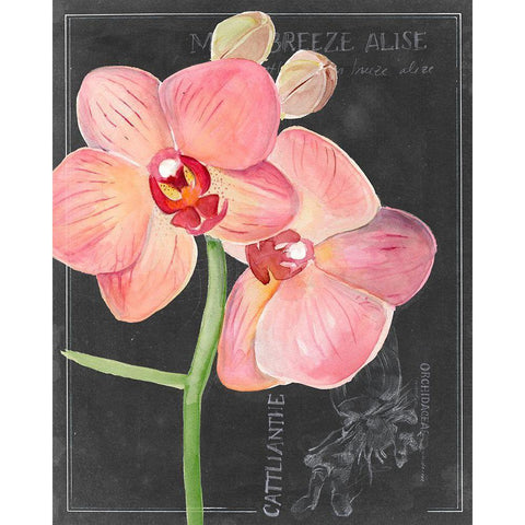 Chalkboard Flower I Black Modern Wood Framed Art Print with Double Matting by Parker, Jennifer Paxton