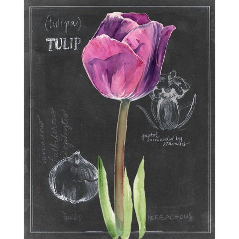 Chalkboard Flower IV Black Modern Wood Framed Art Print with Double Matting by Parker, Jennifer Paxton