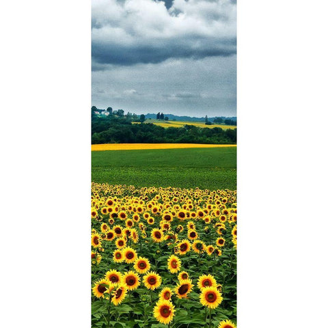 Pastoral Countryside IV - C Black Modern Wood Framed Art Print by Chester, Colby