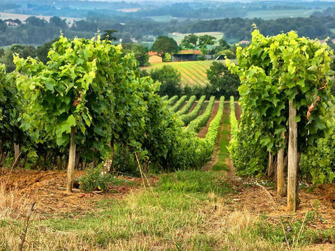 Pastoral Countryside XIX Black Ornate Wood Framed Art Print with Double Matting by Chester, Colby