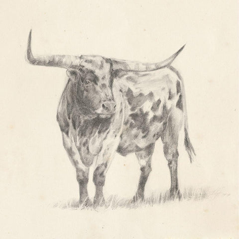 Longhorn Steer Sketch II White Modern Wood Framed Art Print with Double Matting by Harper, Ethan