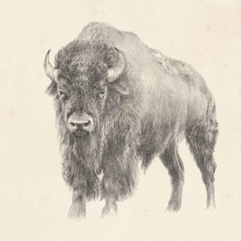 Western Bison Study Gold Ornate Wood Framed Art Print with Double Matting by Harper, Ethan