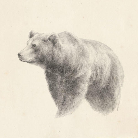 Western Bear Study White Modern Wood Framed Art Print with Double Matting by Harper, Ethan