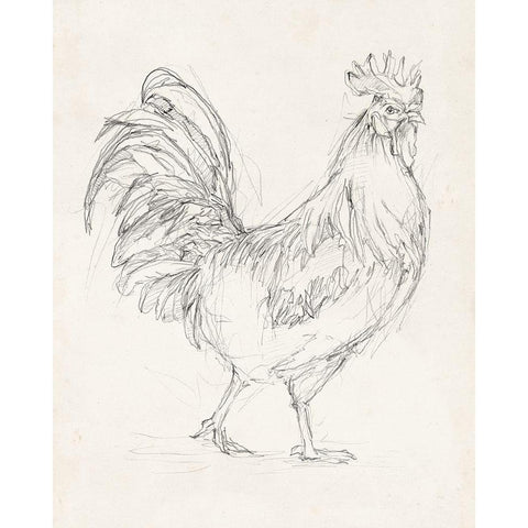 Rooster Sketch I White Modern Wood Framed Art Print by Harper, Ethan