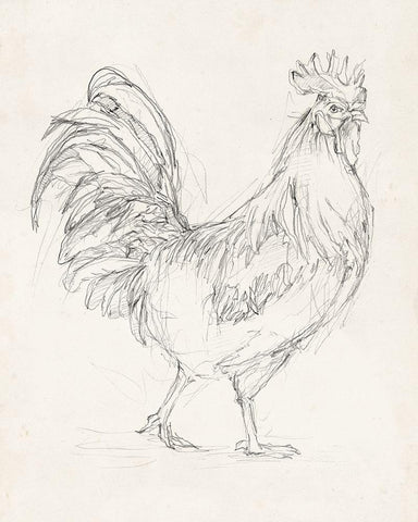 Rooster Sketch I Black Ornate Wood Framed Art Print with Double Matting by Harper, Ethan