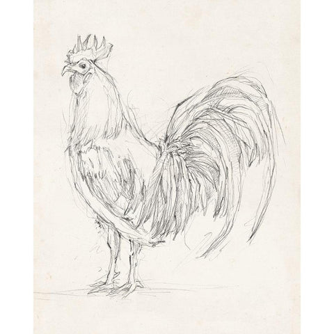 Rooster Sketch II Black Modern Wood Framed Art Print with Double Matting by Harper, Ethan