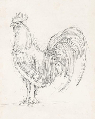 Rooster Sketch II Black Ornate Wood Framed Art Print with Double Matting by Harper, Ethan