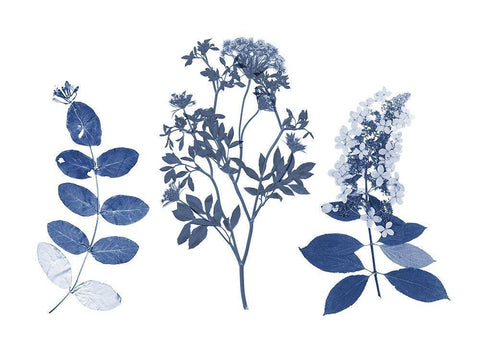 Indigo Pressed Florals I White Modern Wood Framed Art Print with Double Matting by Studio W