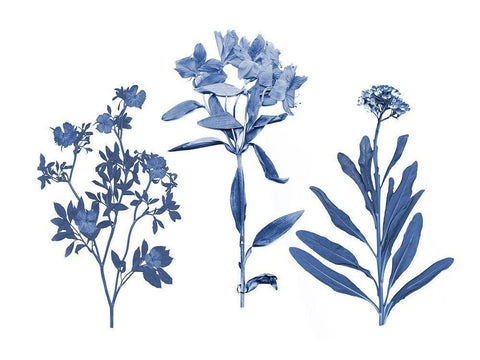 Indigo Pressed Florals II Black Ornate Wood Framed Art Print with Double Matting by Studio W