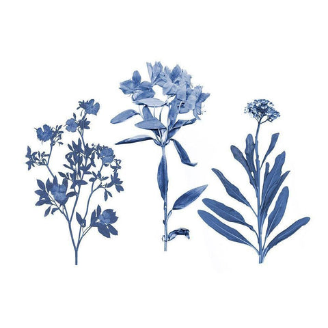Indigo Pressed Florals II Black Modern Wood Framed Art Print by Studio W