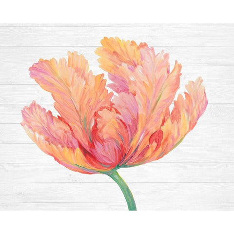 Single Pink Bloom II White Modern Wood Framed Art Print by OToole, Tim