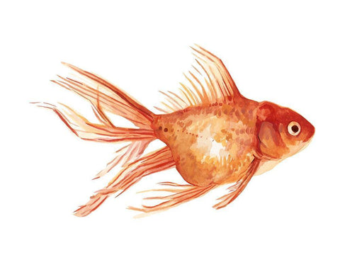 Ornamental Goldfish II White Modern Wood Framed Art Print with Double Matting by Scarvey, Emma