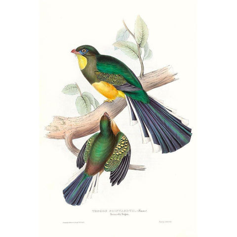 Tropical Trogons I Gold Ornate Wood Framed Art Print with Double Matting by Gould, John