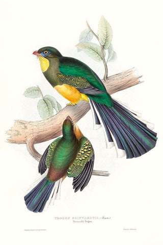 Tropical Trogons I White Modern Wood Framed Art Print with Double Matting by Gould, John