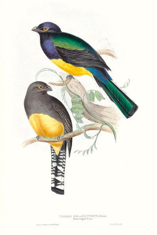 Tropical Trogons II Black Ornate Wood Framed Art Print with Double Matting by Gould, John