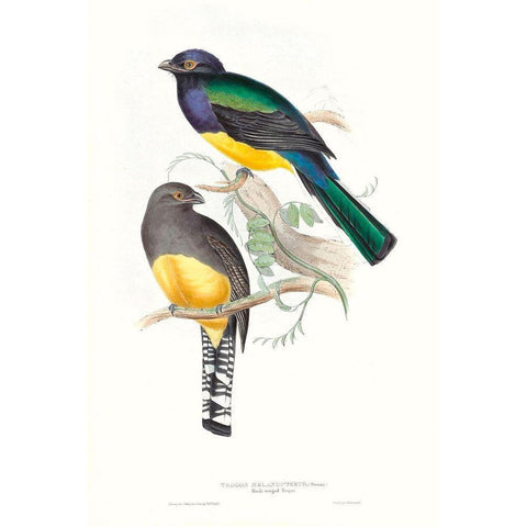 Tropical Trogons II Black Modern Wood Framed Art Print by Gould, John