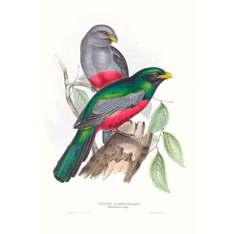 Tropical Trogons III Black Modern Wood Framed Art Print by Gould, John